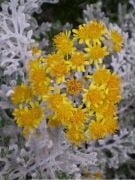 Bahçe Külü Çiçeği Martima Cineraria Maritima 40-50 Cm