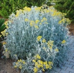 Bahçe Külü Çiçeği Martima Cineraria Maritima 40-50 Cm