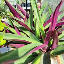Telgraf Çiçeği Fidesi Tradescantia Spathacea Rhoeo Moses in the Cradle