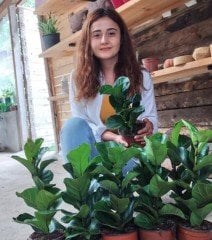 Ficus Lyrata (Keman Yapraklı Kauçuk)