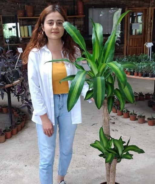 Dracena Massengena 150 cm-İkili