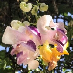 Kokulu Selluka Fidanı Vigna Caracalla Sarmaşık 100 cm