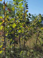 Ihlamur Fidanı 220-250 cm-Gövde Çevresi  8-12 cm-Büyük Yapraklı-Kokulu-Çiçek Ihlamuru