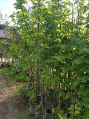 Ihlamur Fidanı 220-250 cm-Gövde Çevresi  8-12 cm-Büyük Yapraklı-Kokulu-Çiçek Ihlamuru