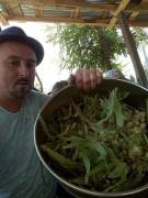 Ihlamur Fidanı 220-250 cm-Gövde Çevresi  8-12 cm-Büyük Yapraklı-Kokulu-Çiçek Ihlamuru