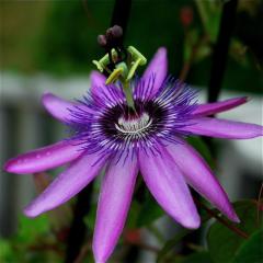 Passiflora Lavender Layd Fidanı