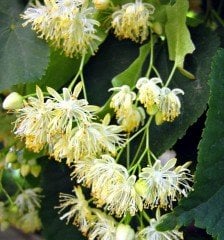 Ihlamur Fidanı 220-250 cm-Gövde Çevresi  8-12 cm-Büyük Yapraklı-Kokulu-Çiçek Ihlamuru