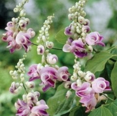 Kokulu Selluka Fidanı Vigna Caracalla Sarmaşık 30 cm
