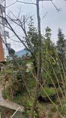 Ihlamur Fidanı 220-250 cm-Gövde Çevresi  8-12 cm-Büyük Yapraklı-Kokulu-Çiçek Ihlamuru