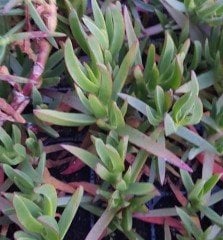 Carpobrotus Acinaciformis  -Kazayağı Bitkisi