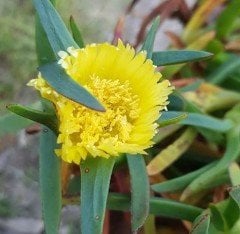 Carpobrotus Acinaciformis  -Kazayağı Bitkisi