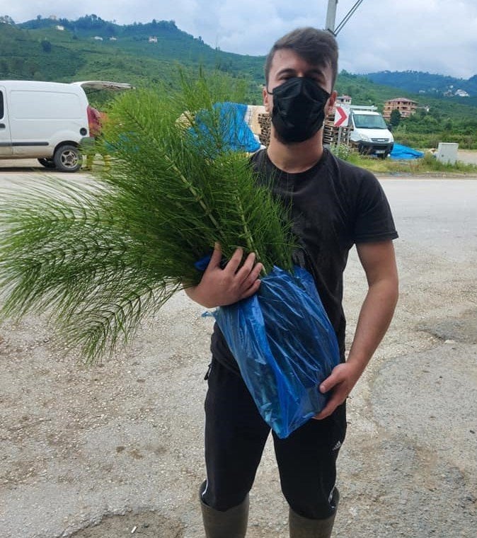 Kırkkilit Otu 1 kg Canlı Bitki