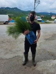 Kırkkilit Otu 1 kg Canlı Bitki