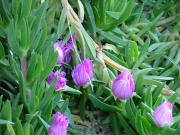 Carpobrotus Acinaciformis  -Kazayağı Bitkisi