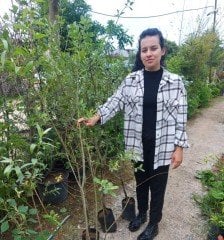 Ak Söğüt (Salix Alba) Fidanı 170-200 cm