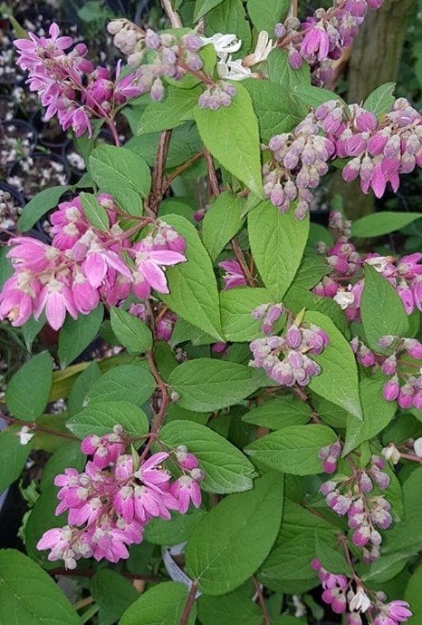 Deutzia Tybrida Tourbillon Rouge-Ebruli-Havlu Püskülü Fidanı 50-60 cm