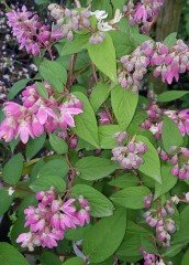 Deutzia Tybrida Tourbillon Rouge-Ebruli-Havlu Püskülü Fidanı 50-60 cm