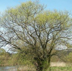 Ak Söğüt (Salix Alba) Fidanı 170-200 cm