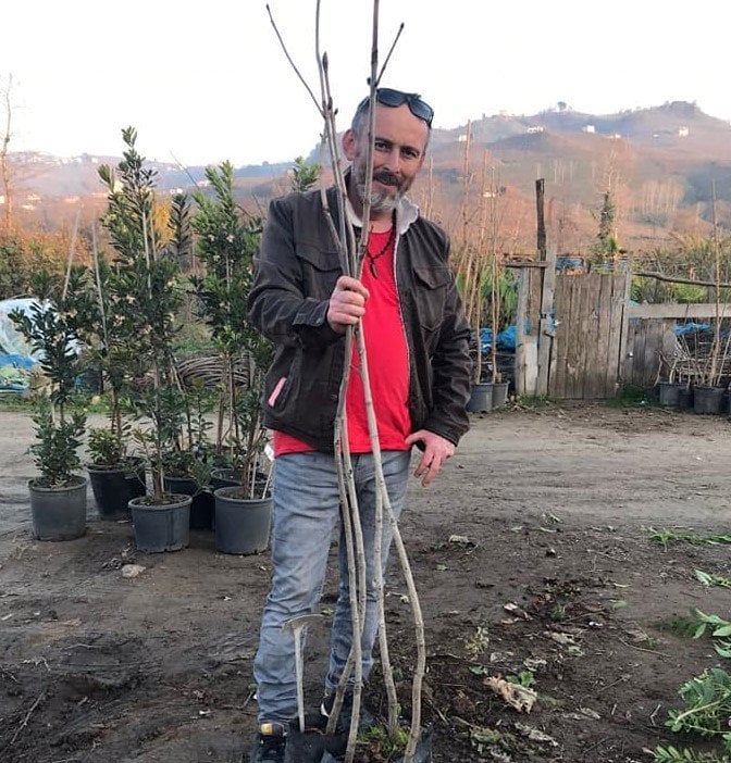 Beyaz Çiçekli At Kestanesi 160-200 cm