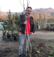 Beyaz Çiçekli At Kestanesi 160-200 cm
