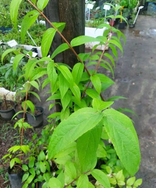 Deutzia Tybrida Tourbillon Rouge-Ebruli-Havlu Püskülü Fidanı 50-60 cm
