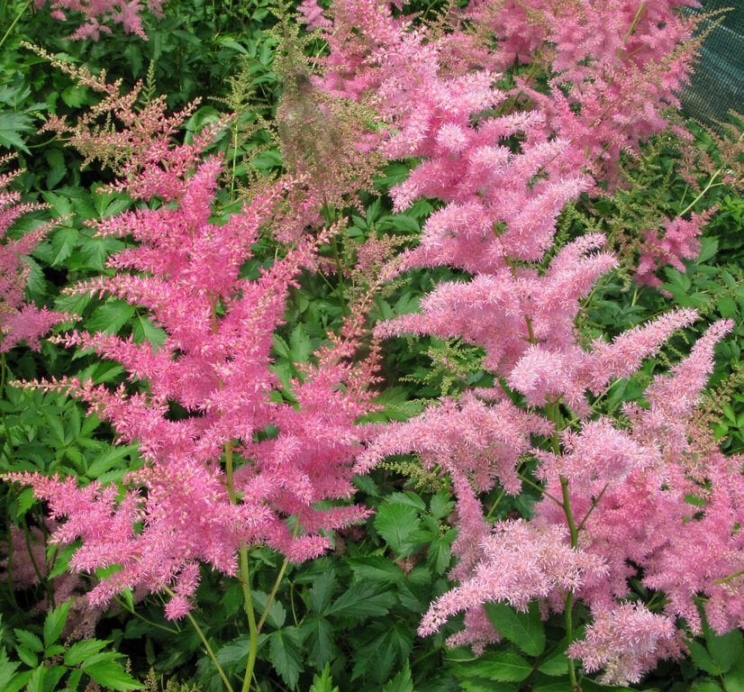 Astilbe japonica Rheinland Yalancı Keçi Sakalı Fidanı