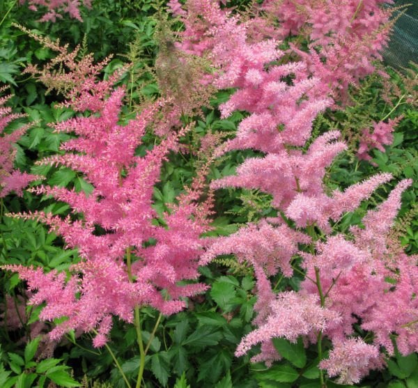 Astilbe japonica Rheinland Yalancı Keçi Sakalı Fidanı