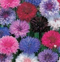 Centaurea Cyanus-Peygamber Çiçeği-Gökbaş-Kantaron
