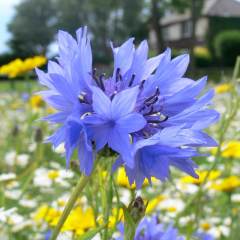 Centaurea Cyanus-Peygamber Çiçeği-Gökbaş-Kantaron