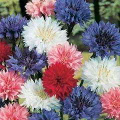 Centaurea Cyanus-Peygamber Çiçeği-Gökbaş-Kantaron