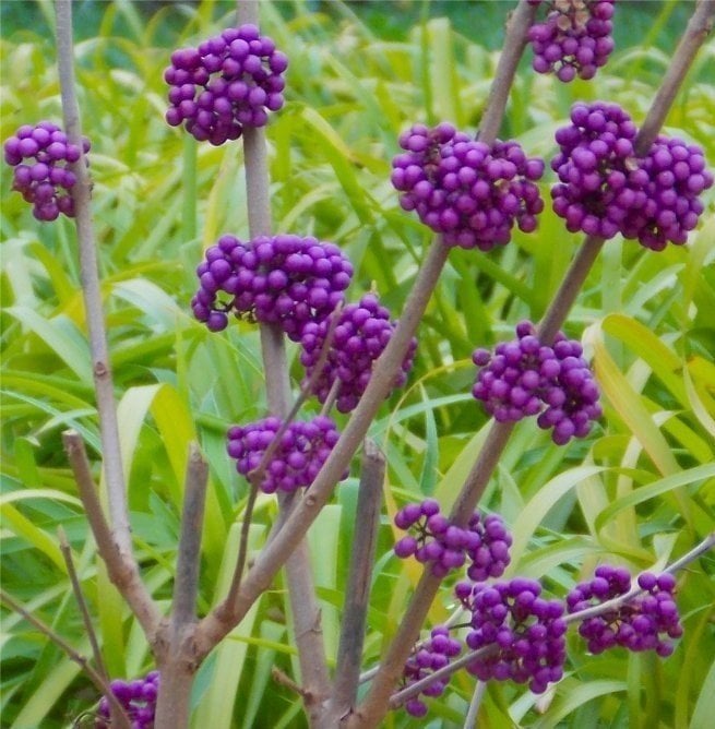 Callicarpa Bodinieri Profusion-Güzellik Üzümü Fidanı