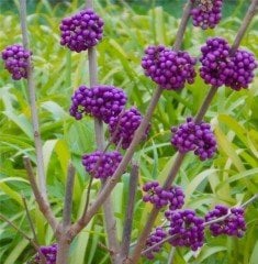 Callicarpa Bodinieri Profusion-Güzellik Üzümü Fidanı