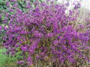 Callicarpa Bodinieri Profusion-Güzellik Üzümü Fidanı