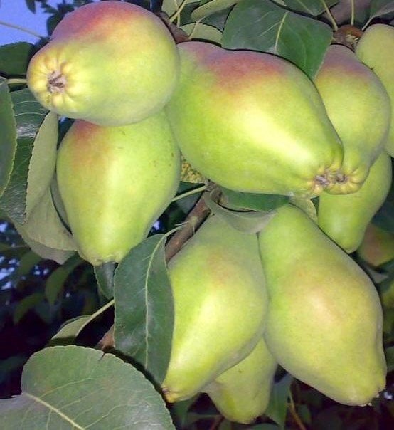 Armut (Santa Maria Armudu) Fidanı 150-200 cm-4 Yaş Tüplü