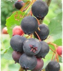 Amelanchier Lamarckii- Saskatoon Berry 5 Yaş-Boy 120-130 cm