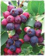 Amelanchier Lamarckii- Saskatoon Berry 8 Yaş-Boy 210-230 cm
