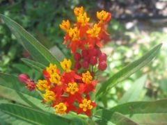 Asclepias Curassavica-İpek Otu-Süt Otu-Kardeş Kanı