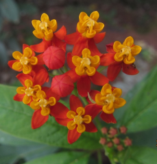 Asclepias Curassavica-İpek Otu-Süt Otu-Kardeş Kanı
