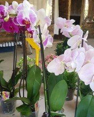 Phalaenopsis Orkide Çiçeği