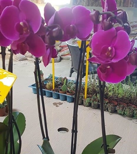 Phalaenopsis Orkide Çiçeği