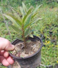 Asclepias Curassavica-İpek Otu-Süt Otu-Kardeş Kanı