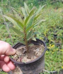 Asclepias Curassavica-İpek Otu-Süt Otu-Kardeş Kanı