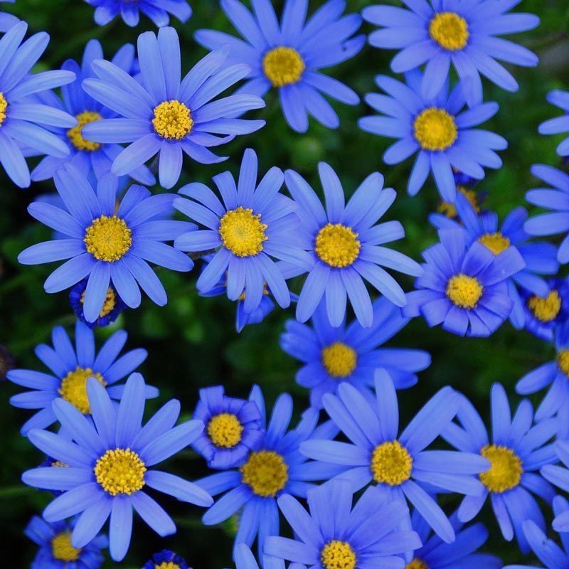 Mavi Felisia Fidesi Felicitara Blue Felicia Amelloides