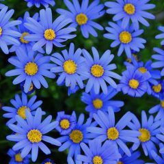 Mavi Felisia Fidesi Felicitara Blue Felicia Amelloides