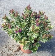 Hebe Veronica Bitkisi 60-90 cm