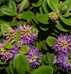 Hebe Veronica Bitkisi 60-90 cm