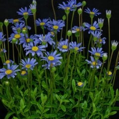 Mavi Felisia Fidesi Felicitara Blue Felicia Amelloides