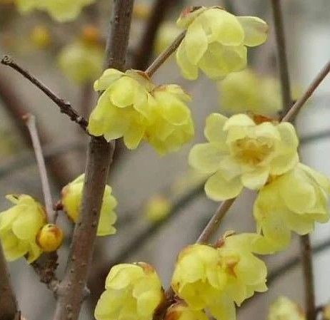 Kış Tatlısı (Chimonanthus Praecox) Fidanı 120-150 cm-Anaç Fidan
