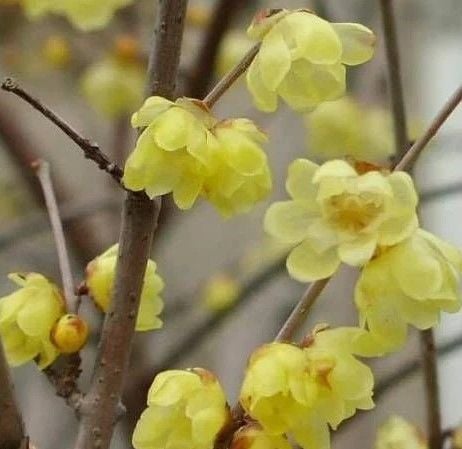 Kış Tatlısı (Chimonanthus Praecox) Fidanı 20-50 cm