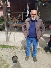 Kış Tatlısı (Chimonanthus Praecox) Fidanı 120-150 cm-Anaç Fidan